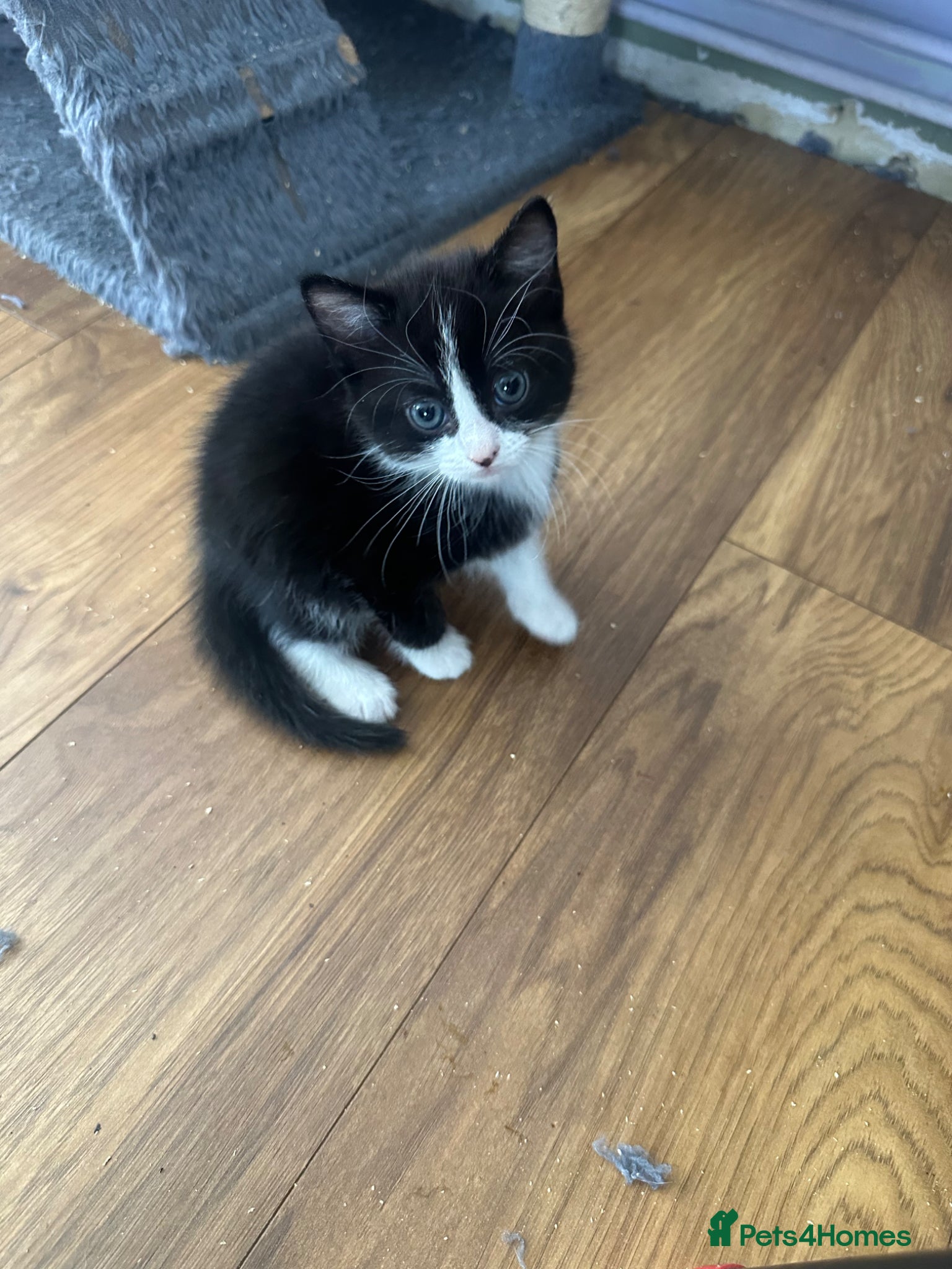 Mixed Breed Kitten 2