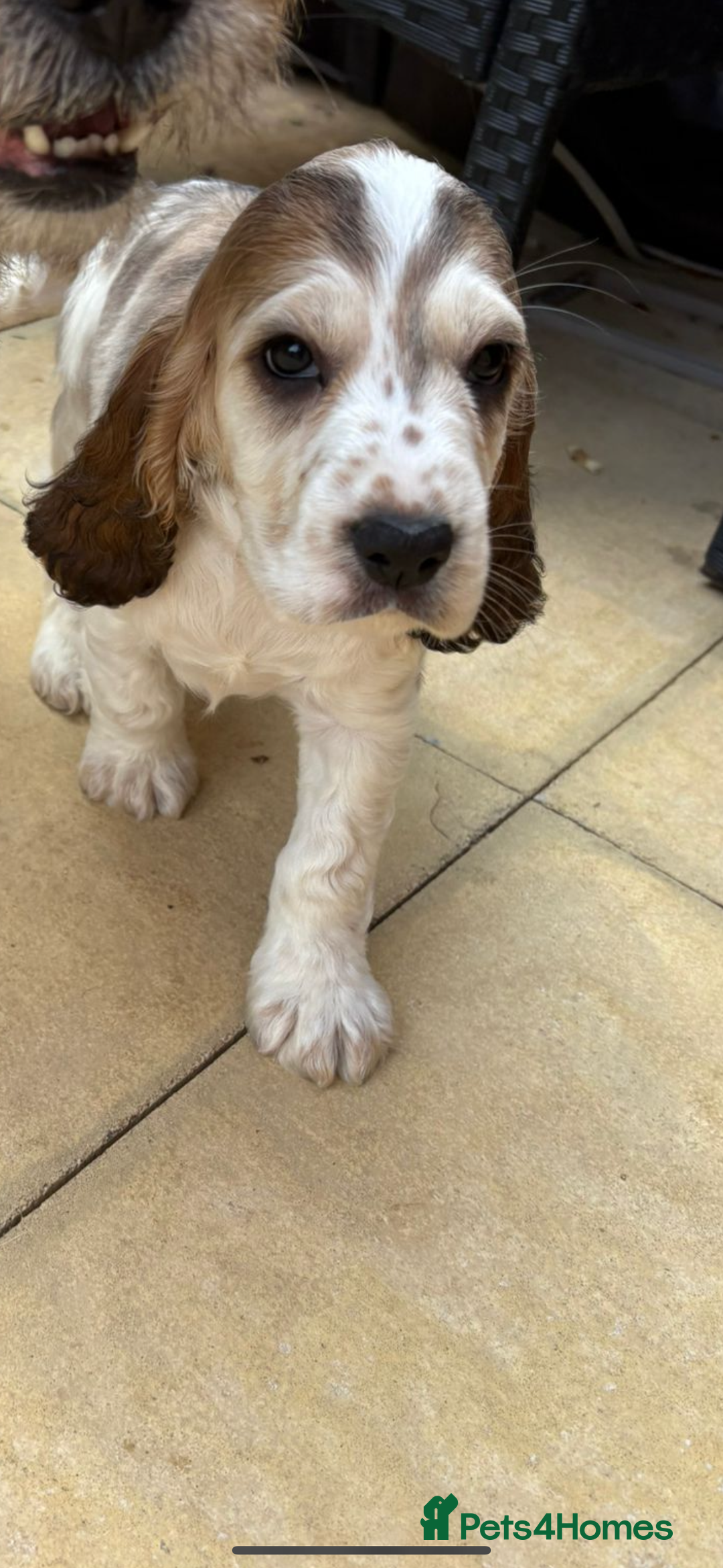 Cocker Spaniel dogs for sale: Kc 5 month old show cocker spaniel girl - Advert 5