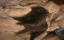 Shar Pei dogs for sale: 3 beautiful shar Pei puppy’s  - Image 7