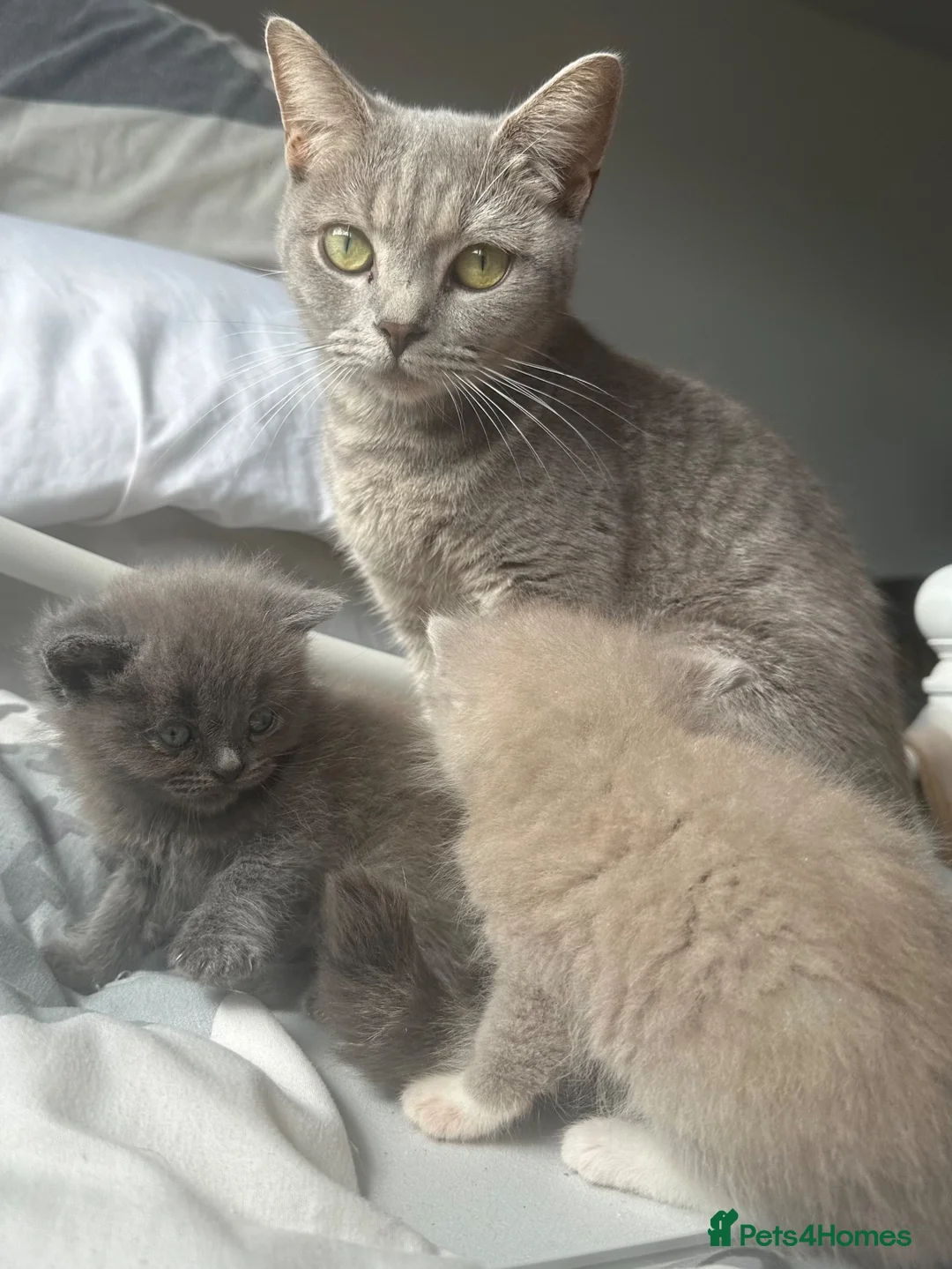 British Shorthair cats for sale: Stunning BSH x ragdoll kittens - Advert 10