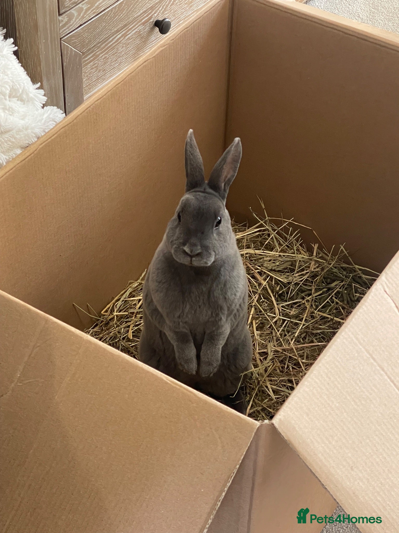 Rex rabbits Bunny for sale  - Advert 14