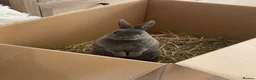 Rex rabbits for sale: Bunny for sale  in Ripon - Advert 1
