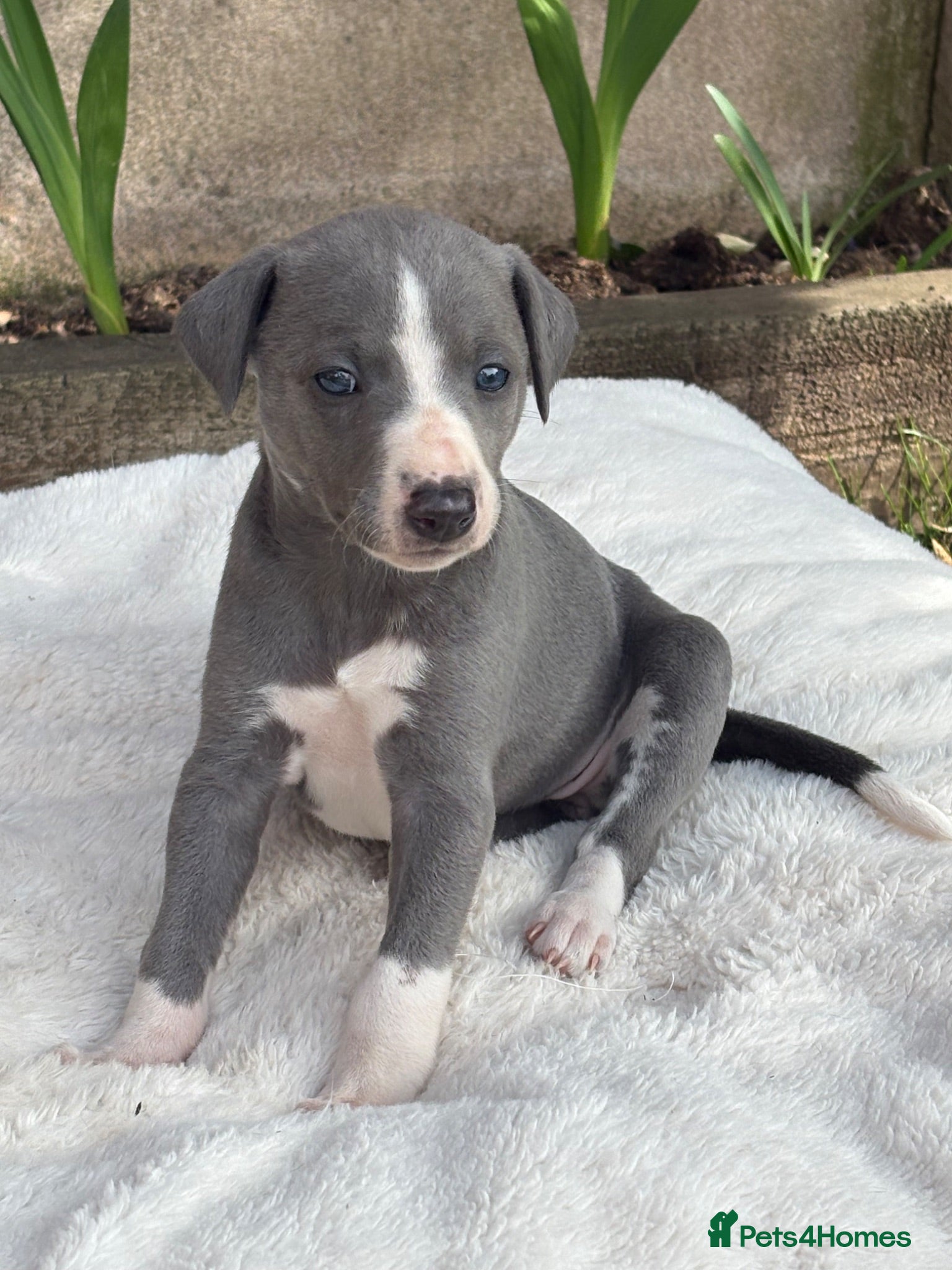 Whippet dogs STUNNING KC registered whippets for sale  - Advert 2