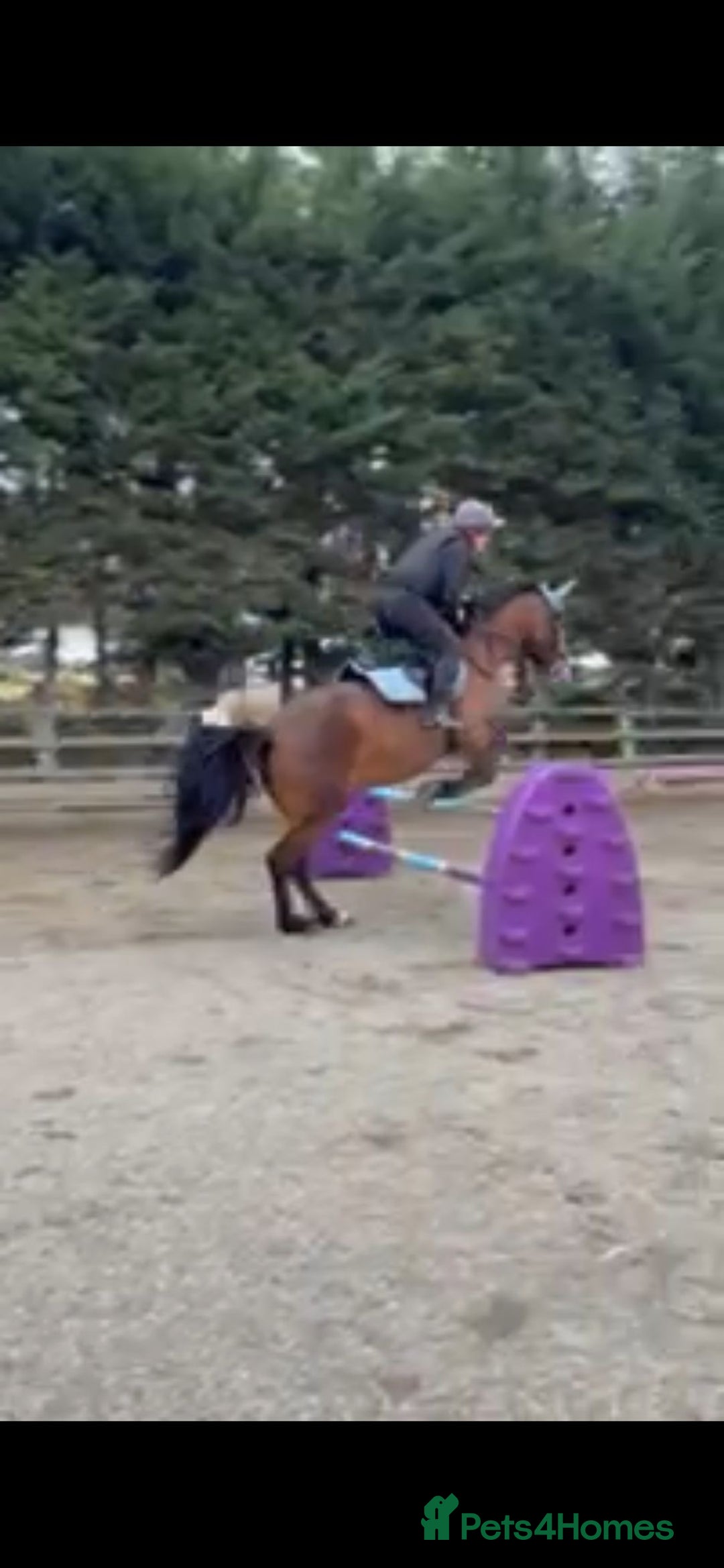Welsh Section D horses for sale: Welsh D 15hh  Mare - Advert 6
