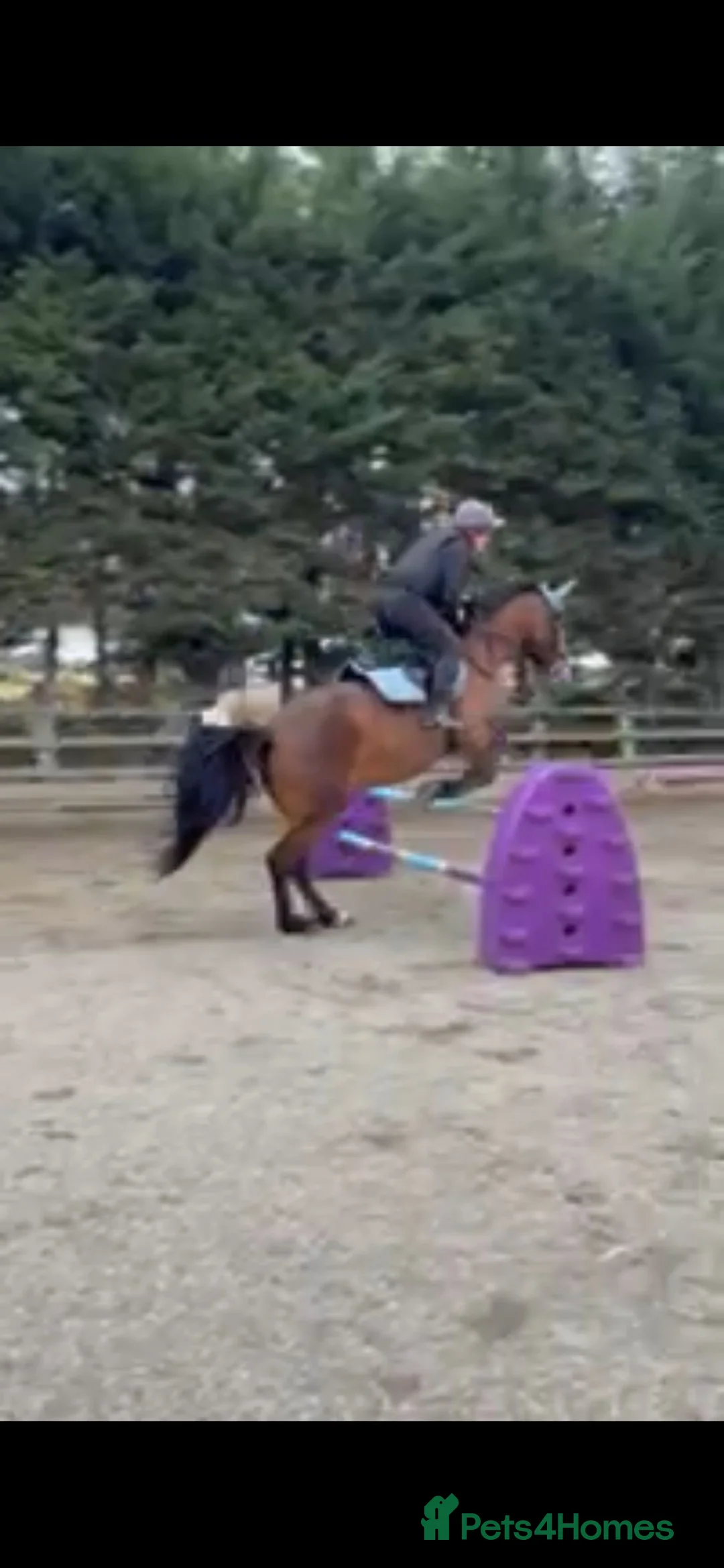 Welsh Section D horses for sale: Welsh D 15hh  Mare - Advert 6