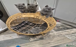 British Shorthair cats for sale: 1 Female British short-hair kitten LEFT  - Image 2