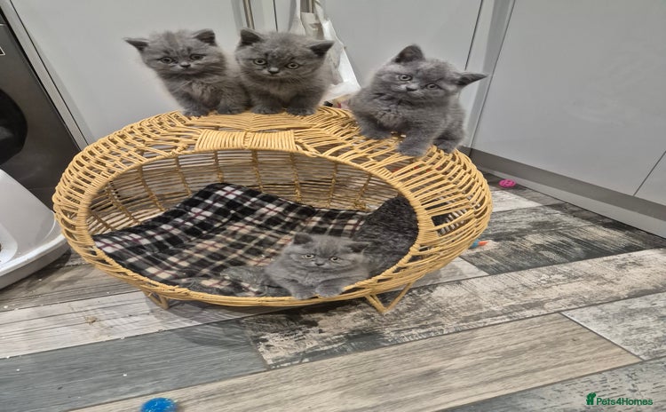 British Shorthair cats - Advert 3