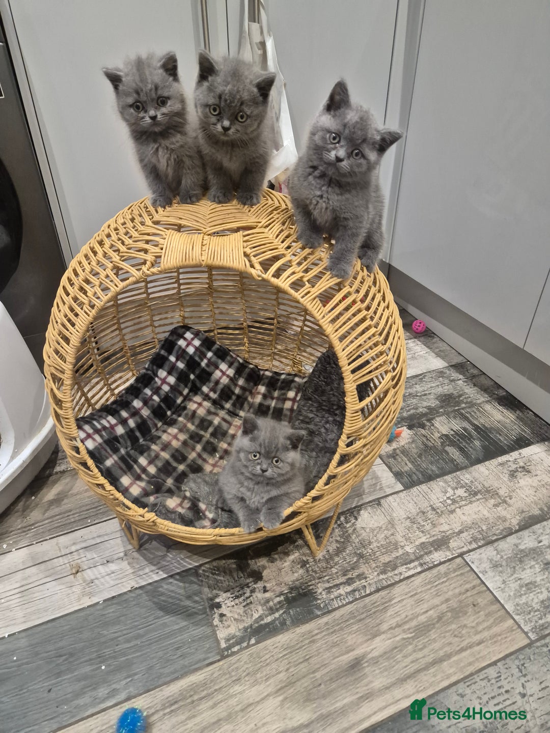 British Shorthair cats for sale: 1 Female British short-hair kitten LEFT  - Image 2
