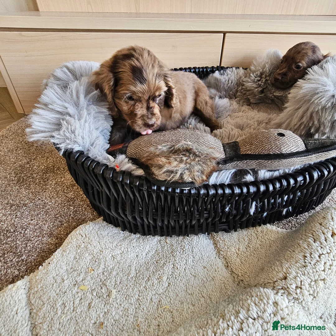 Cocker Spaniel dogs for sale: Working Type Cocker Spaniels - Advert 6