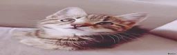 Mixed Breed cats for sale: Tabby kitten  in Appleby-in-Westmorland - Advert 8
