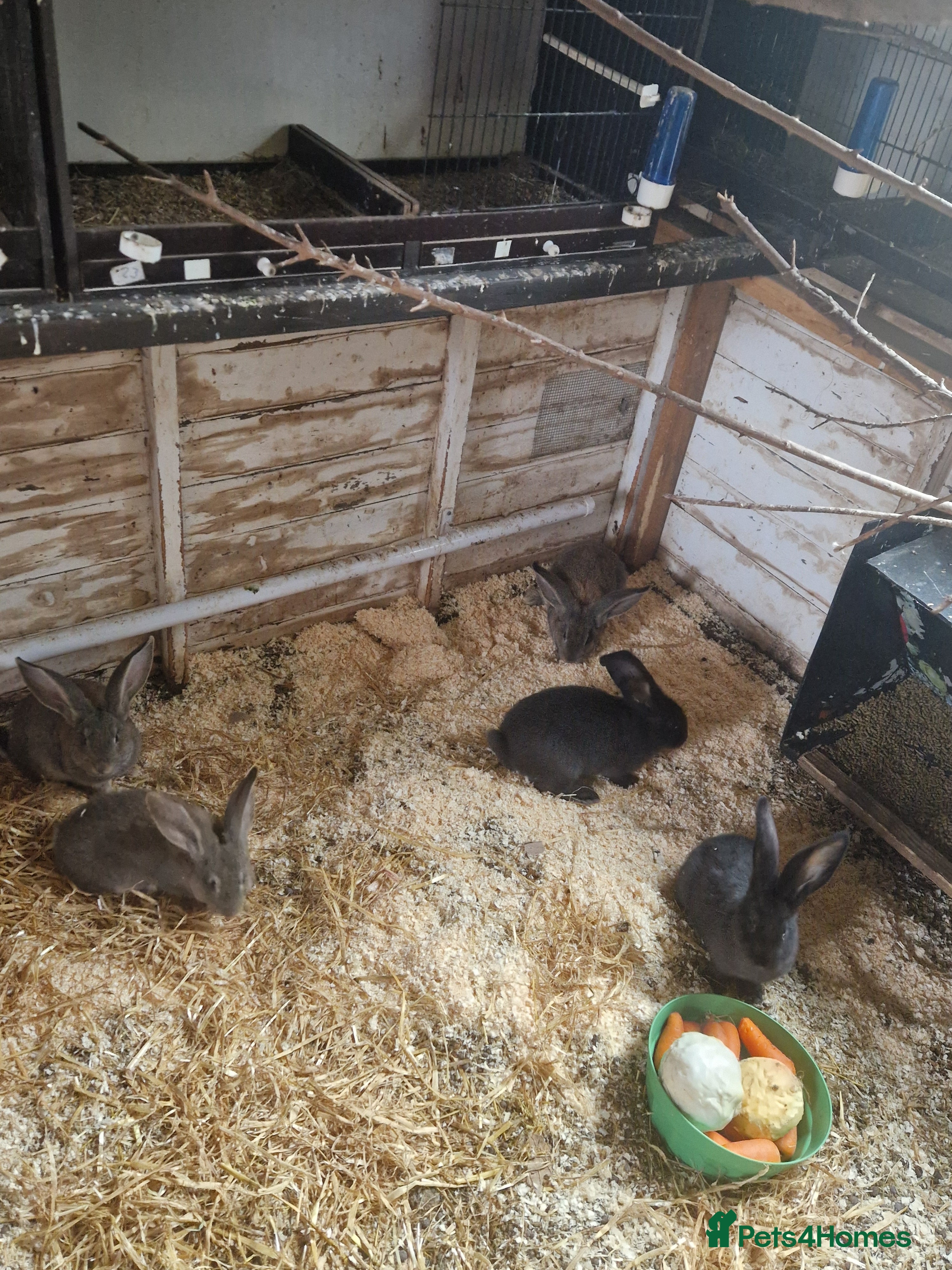 Continental Giant rabbits Continental Giants  - Advert 4