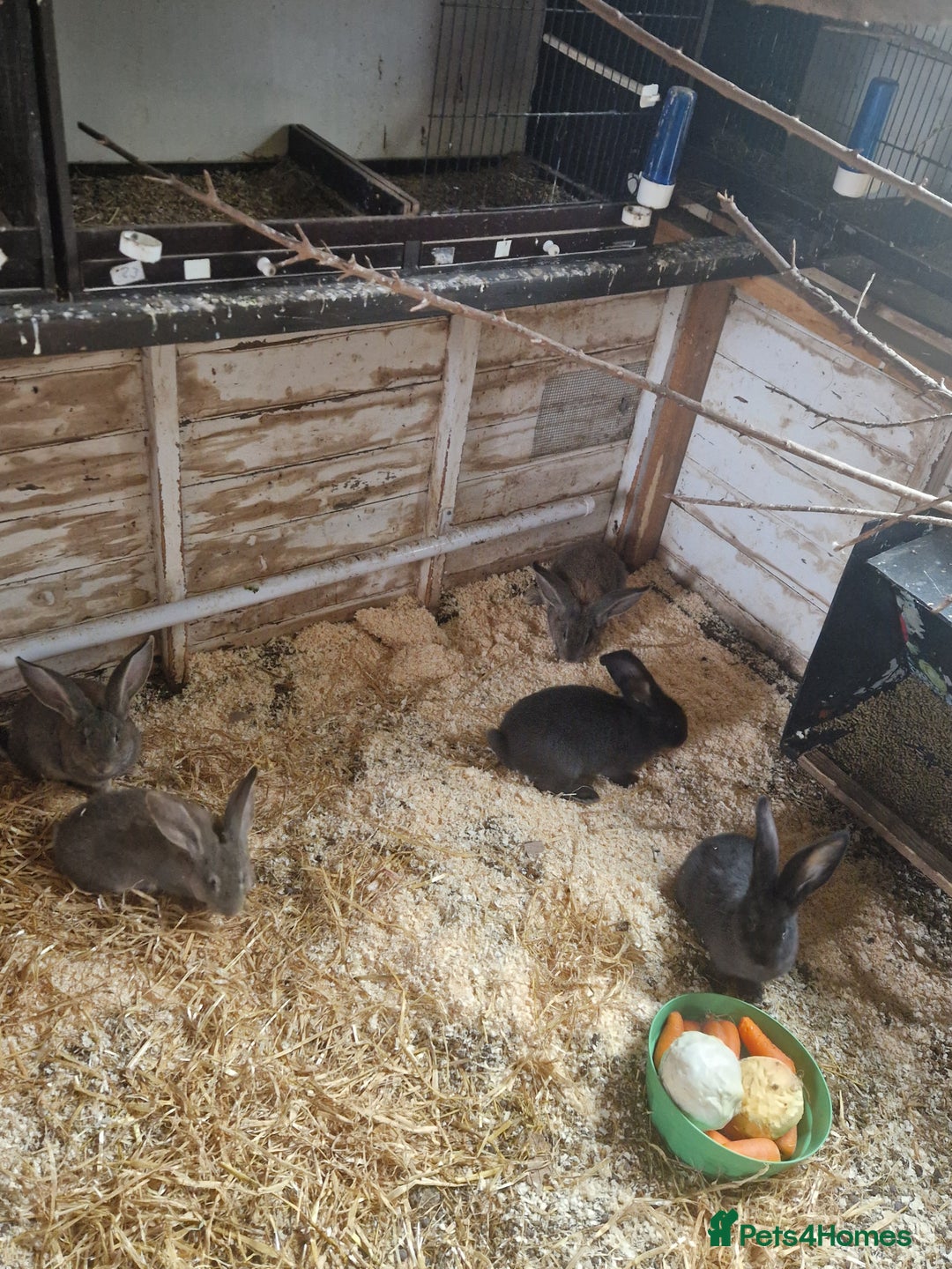 Continental Giant rabbits for sale: Continental Giants  - Advert 1