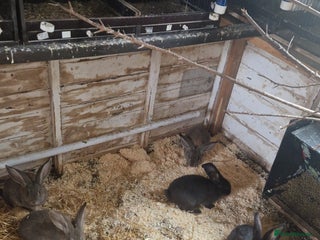 Continental Giant rabbits Continental Giants - Advert 1