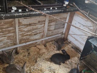 Continental Giant rabbits Continental Giants - Advert 4