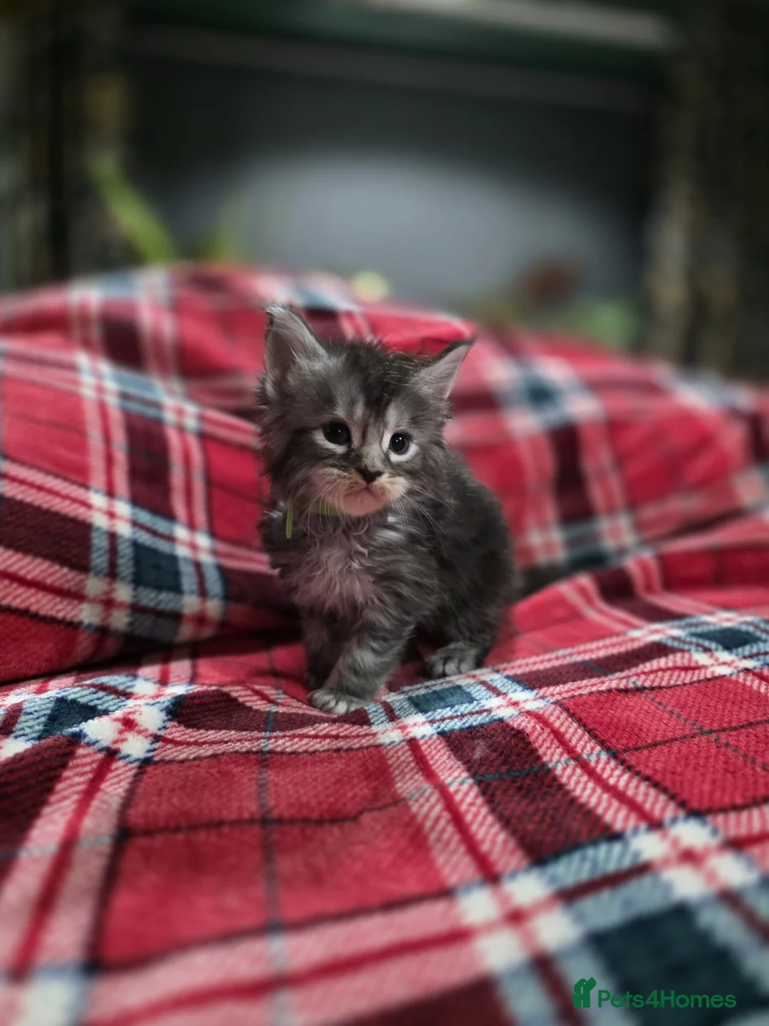 Maine Coon cats for sale: TICA registered Russian lineage Maine coon kittens - Advert 15