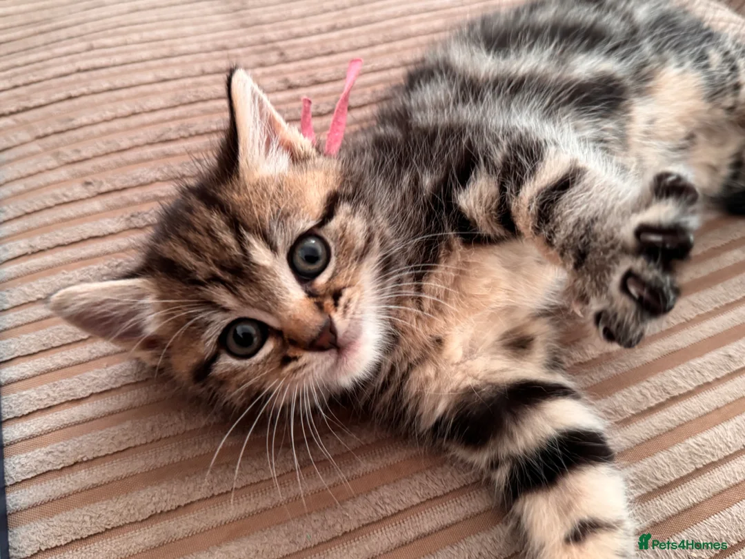 Mixed Breed cats for sale: BSH x  in Clifton - Advert 1