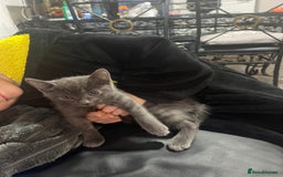 Russian Blue cats for sale: 1 beautiful Russian blue female left  - Image 2