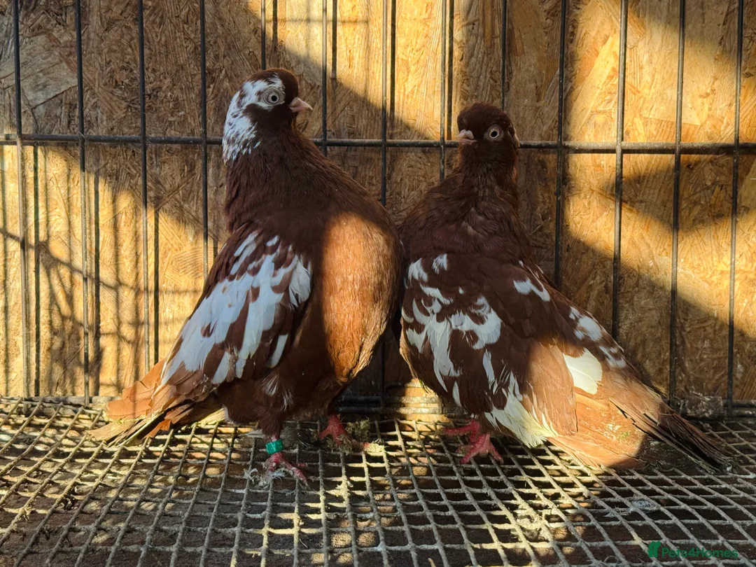 Pigeons birds for sale: RARE ENGLISH SHORTFACE TUMBLERS - Advert 12