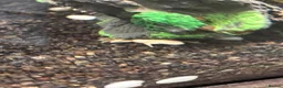 Other/Mixed Breed fish for sale: Albino aquatic Dwarf frog  in Nottingham - Advert 5