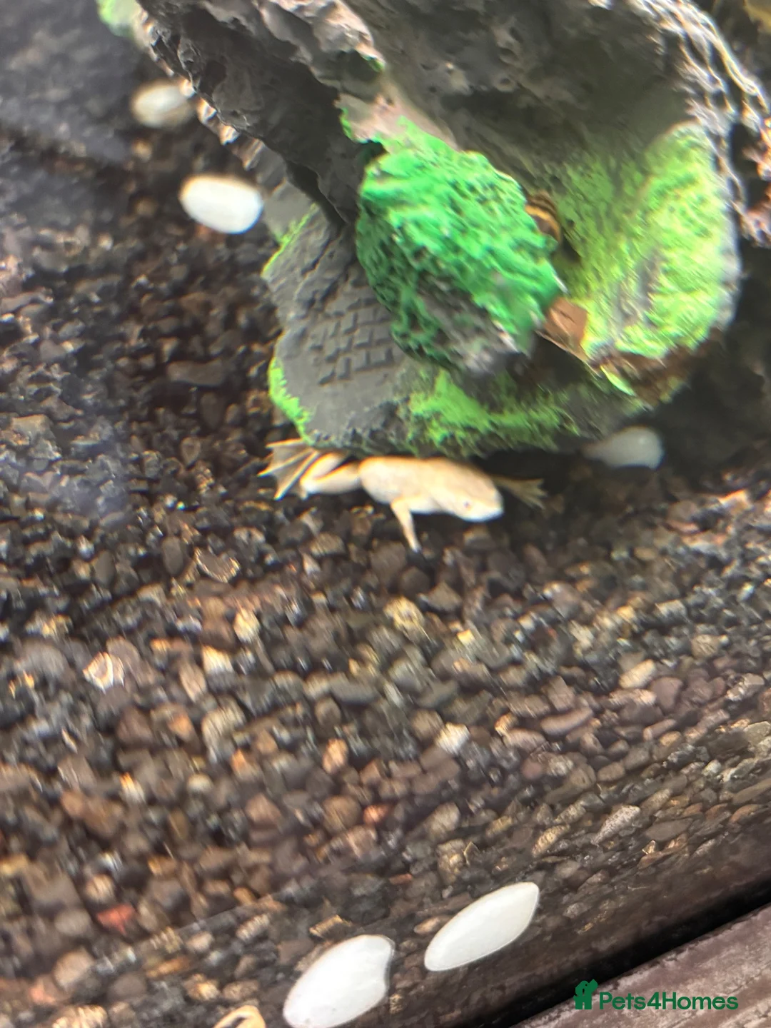 Other/Mixed Breed fish for sale: Albino aquatic Dwarf frog  in Nottingham - Advert 5