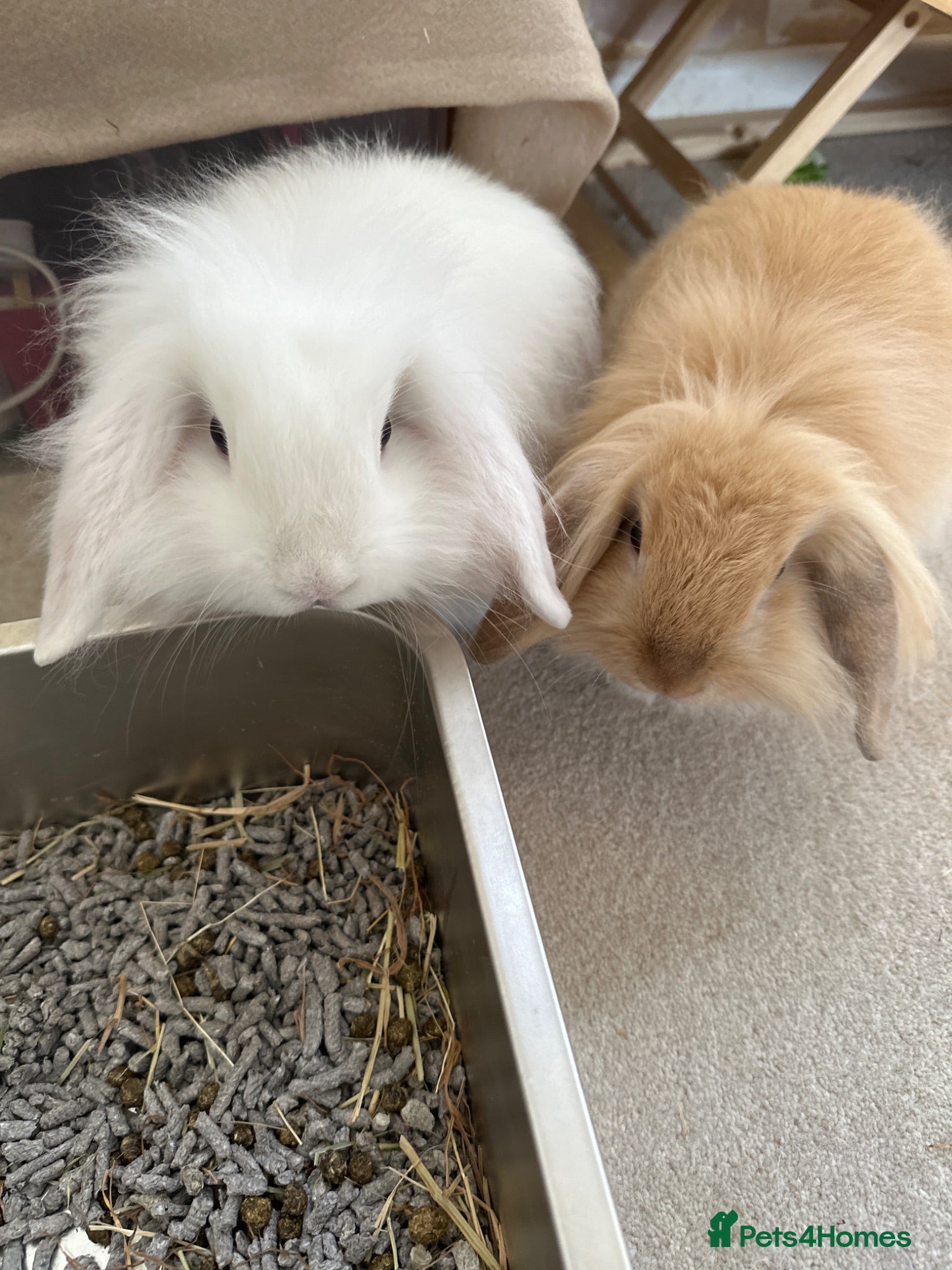 Mini Lop rabbits Two beautiful teddy werg / mini lop sisters  - Advert 2