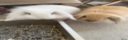 Mini Lop rabbits for sale: Two beautiful teddy werg / mini lop sisters  in Waterlooville - Advert 1