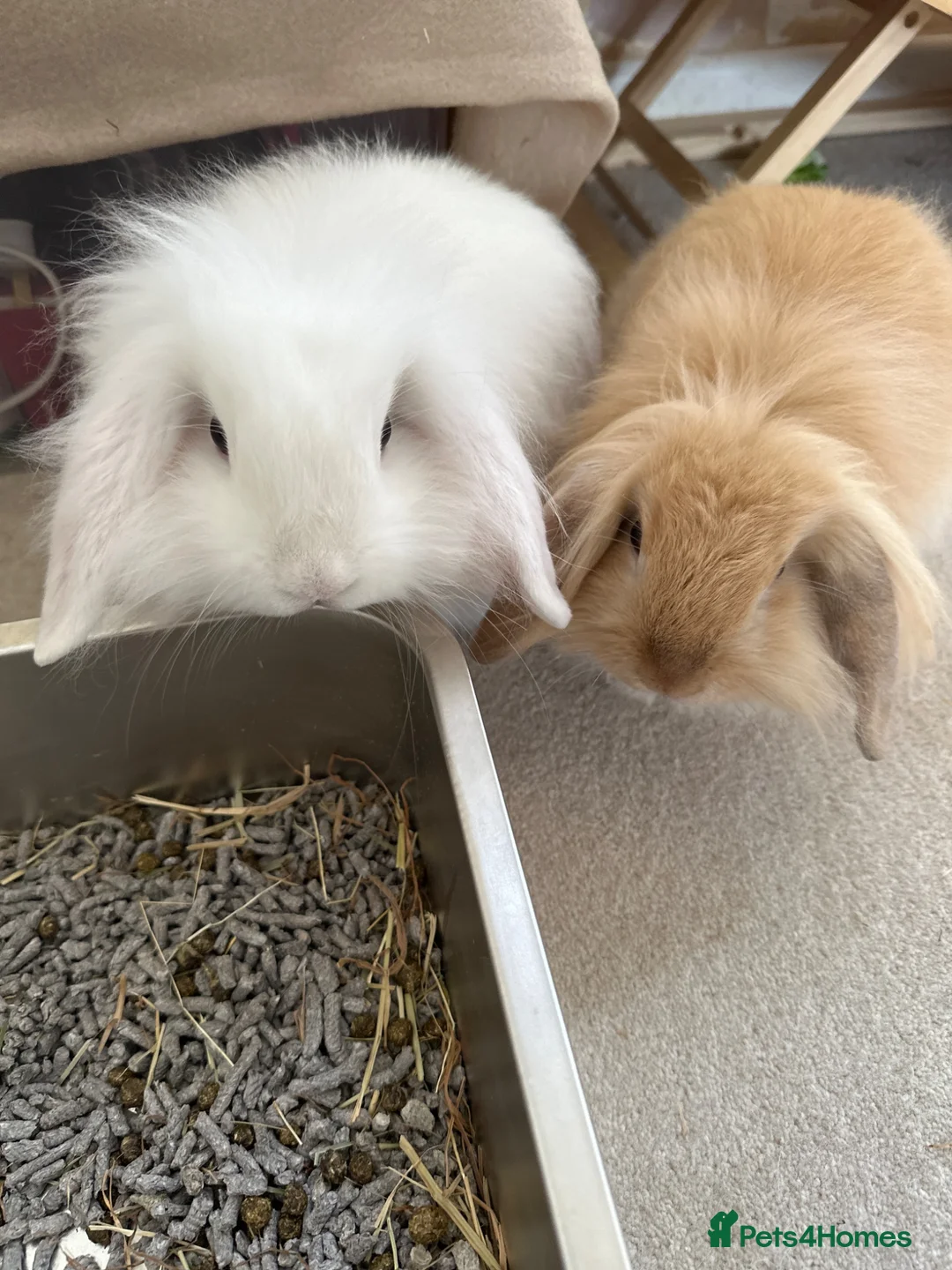 Mini Lop rabbits for sale: Two beautiful teddy werg / mini lop sisters  in Waterlooville - Advert 1