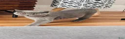 British Shorthair cats for sale: British short hair - Advert 4