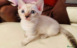 Bengal cats for sale: High Quality Bengal Beauty - Image 20