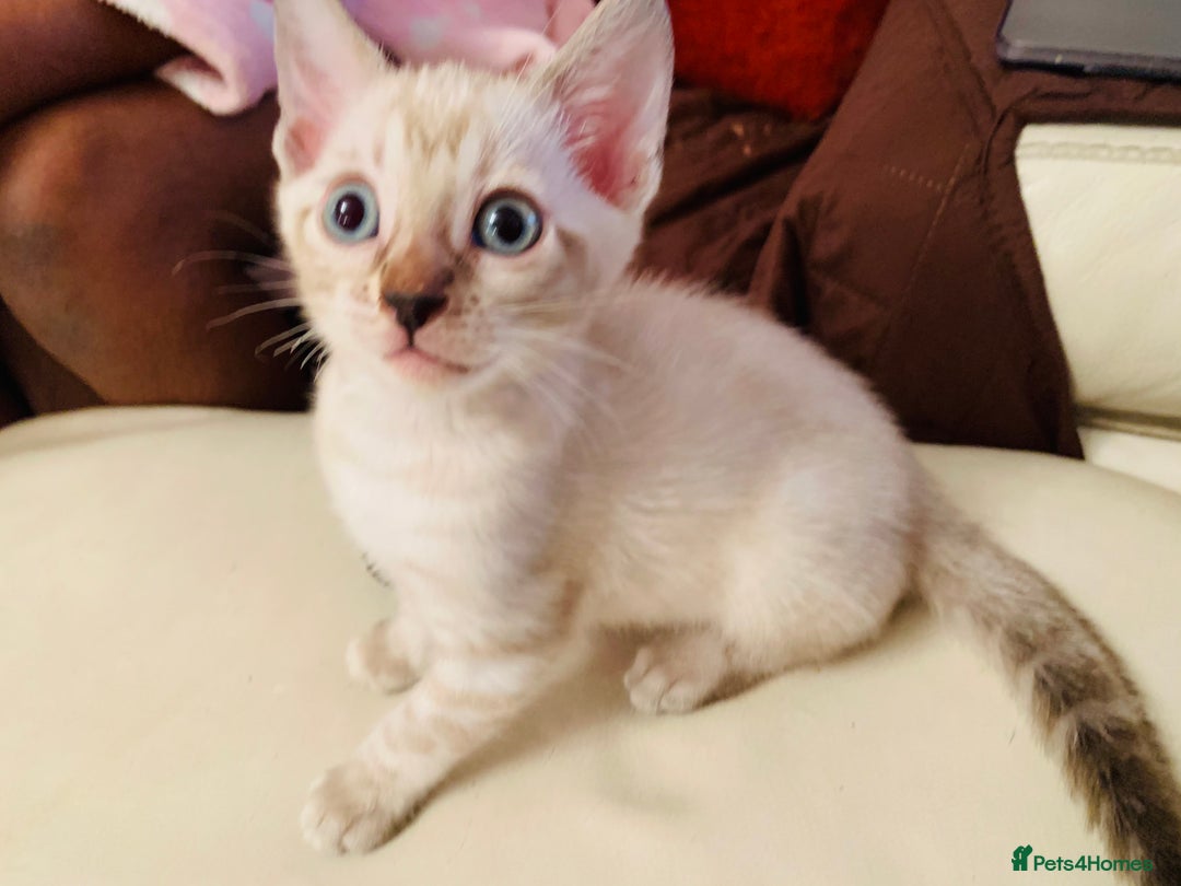 Bengal cats for sale: High Quality Bengal Beauty - Image 20