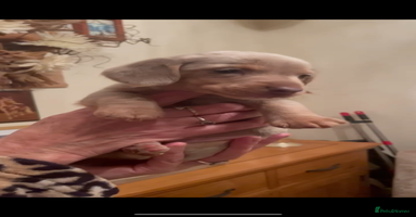 Dachshund dogs KC MINIATURE DACHSHUND PUPS FOR NEW HOMES - Advert 14