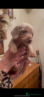 Dachshund dogs KC MINIATURE DACHSHUND PUPS FOR NEW HOMES - Advert 5
