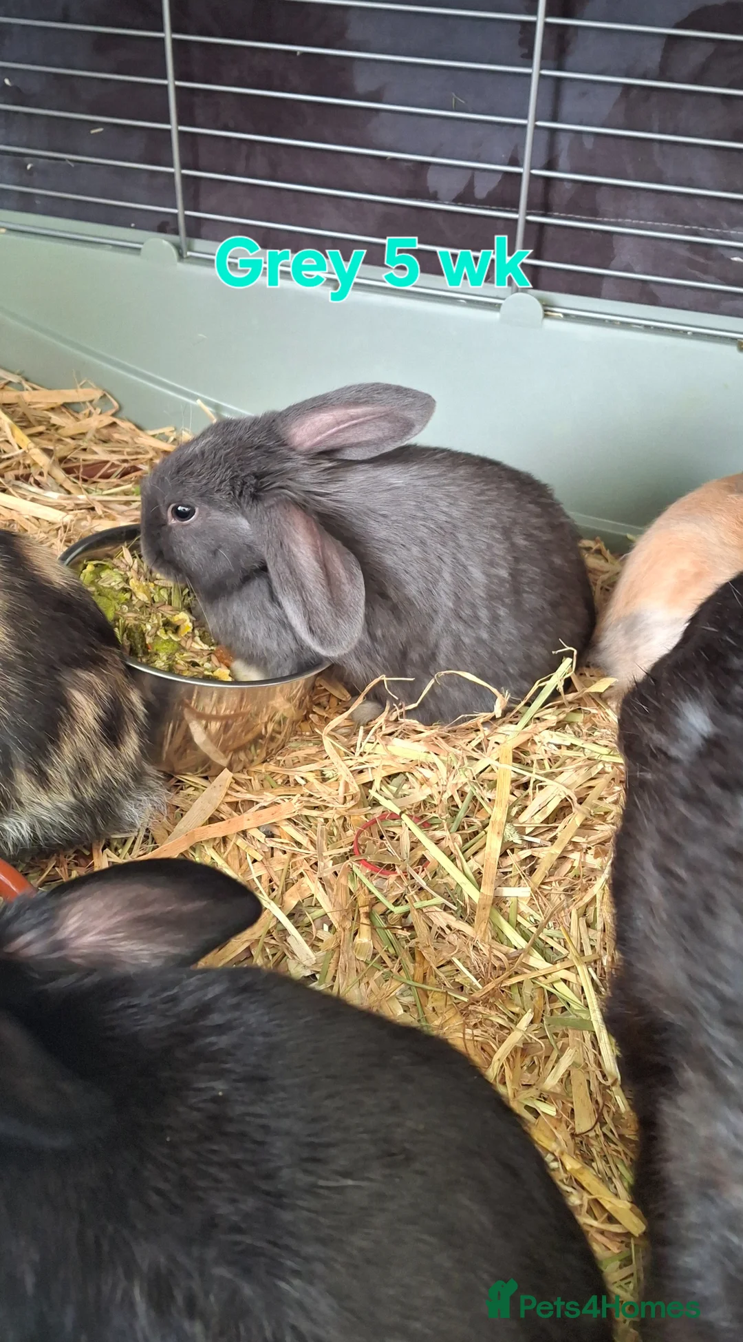 Mixed Breed rabbits for sale: 5 week old baby rabbits - Advert 2