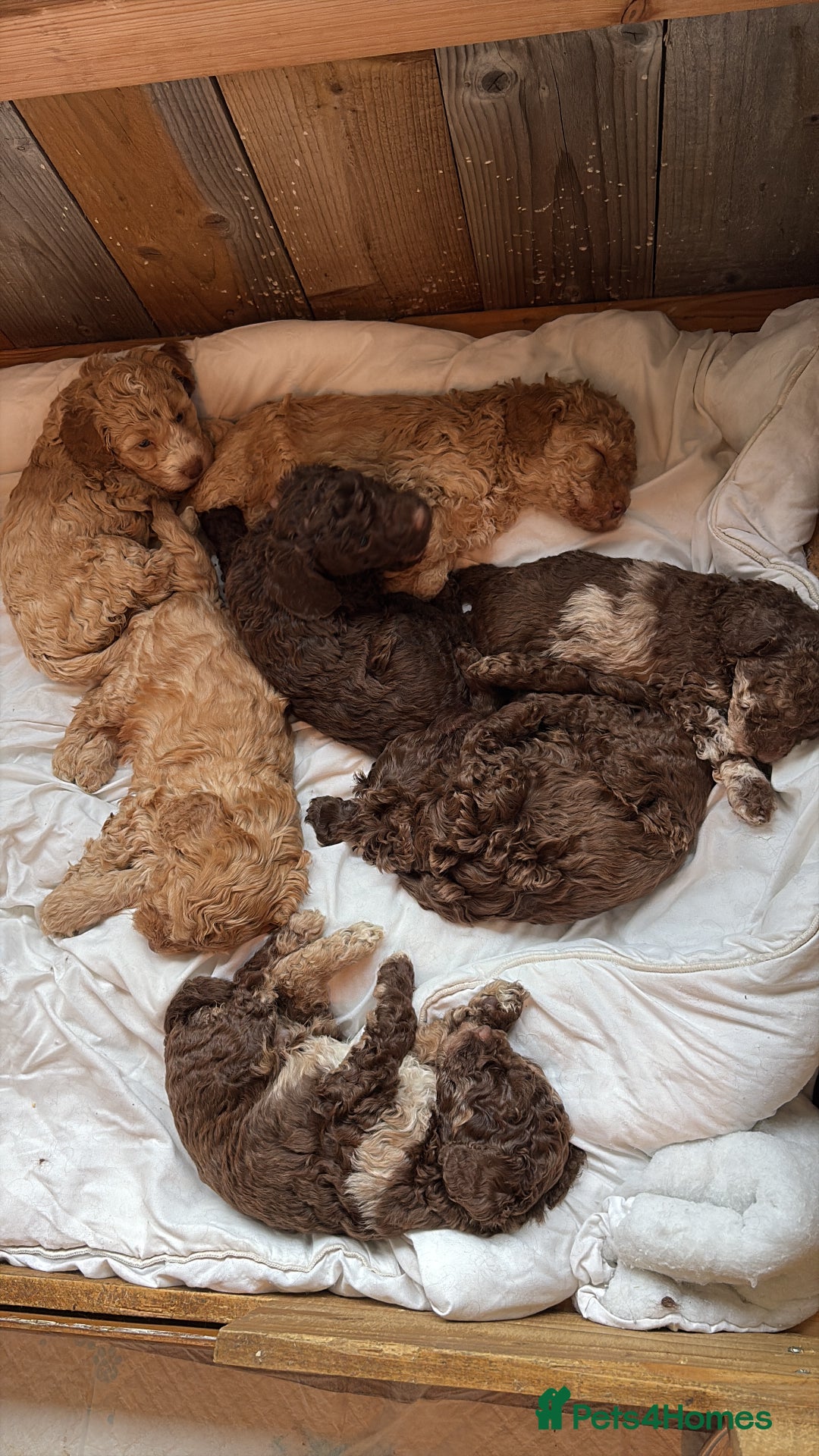 Cockapoo dogs for sale: F1b cockapoo puppies - Advert 8