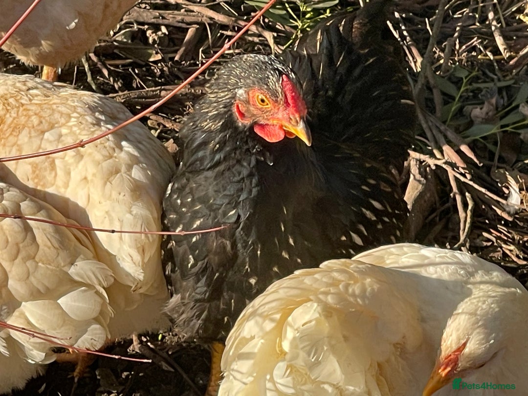 Chickens poultry for sale: BANTAM WYANDOTTE HENS, HATCHED SUMMER ‘25 - Advert 9