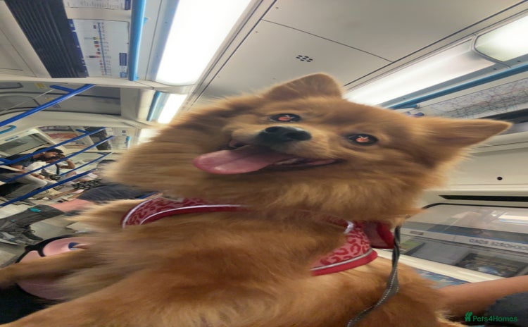 Pomeranian dogs POM FOR A FOREVER HOME - Advert 1