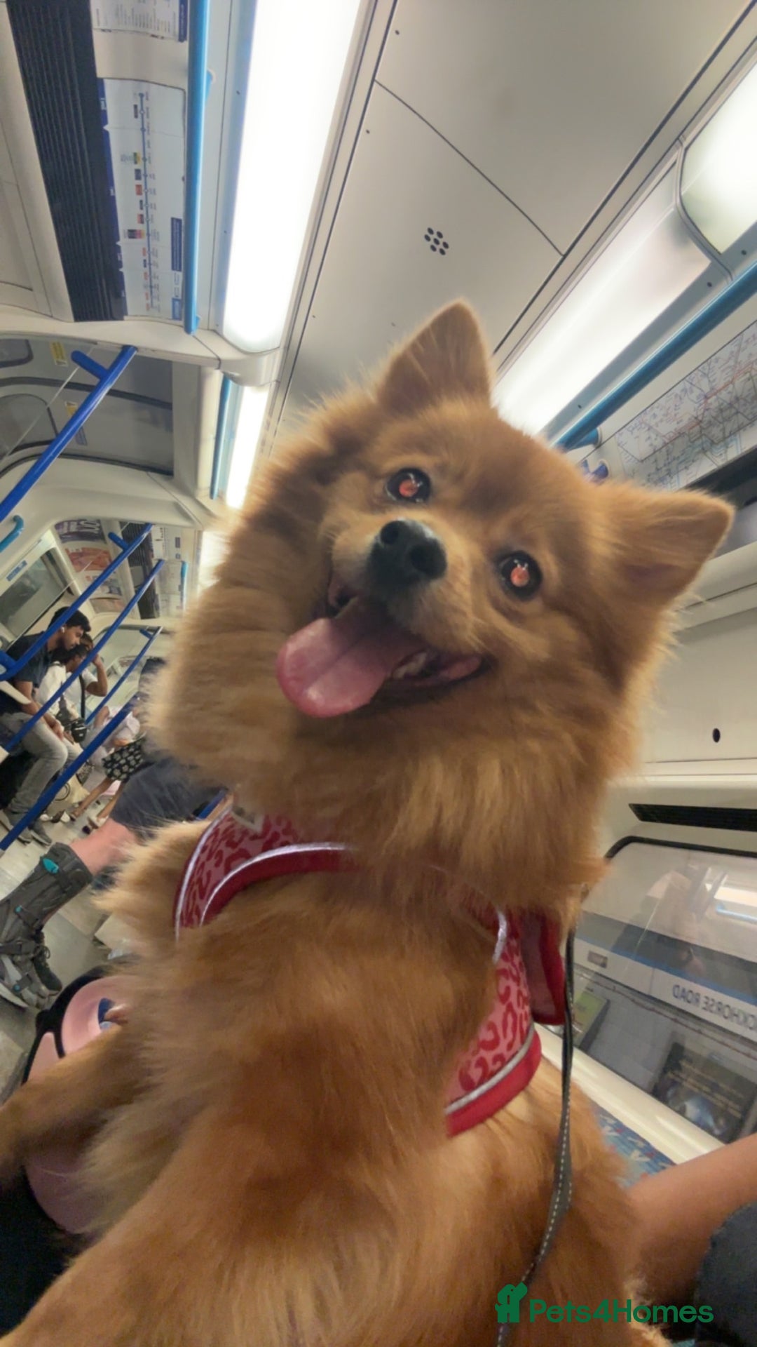 Pomeranian dogs for sale: POM FOR A FOREVER HOME - Advert 1