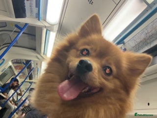 Pomeranian dogs POM FOR A FOREVER HOME - Advert 1