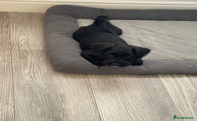 Miniature Schnauzer dogs - Advert 2