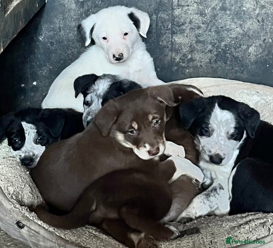 Border Collie dogs for sale: 4 gorgeous boys looking for new homes-Ready now  - Advert 1