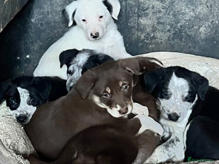 Border Collie dogs 4 gorgeous boys looking for new homes-Ready now - Advert 14