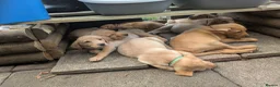 Labrador Retriever dogs for sale: Red and golden labs  - Advert 15