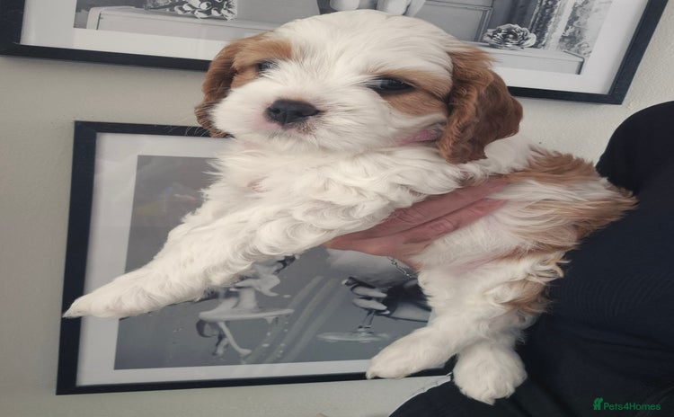 Cavapoo dogs - Advert 7