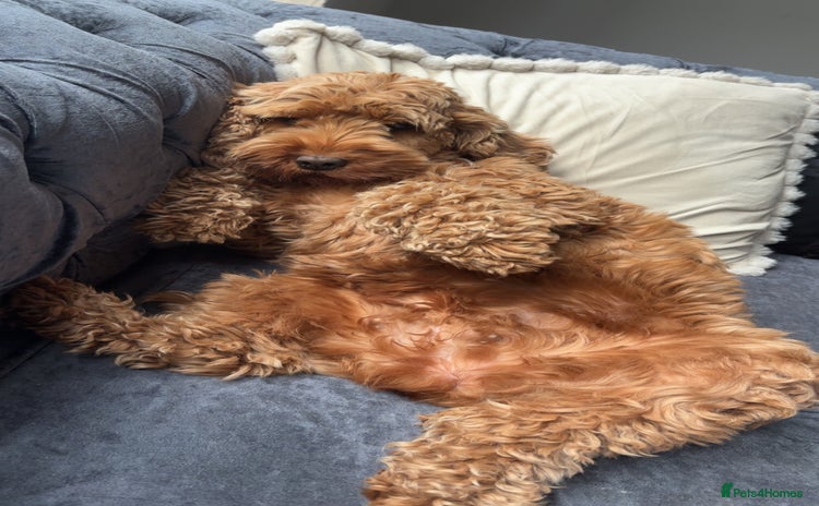 Cockapoo dogs Red cockapoo pups 😍 3 weeks old almost  - Advert 14