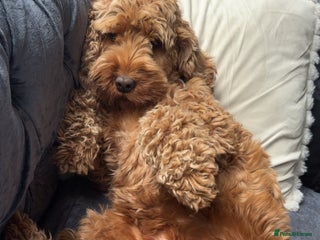 Cockapoo dogs Red cockapoo pups 😍 3 weeks old almost - Advert 6