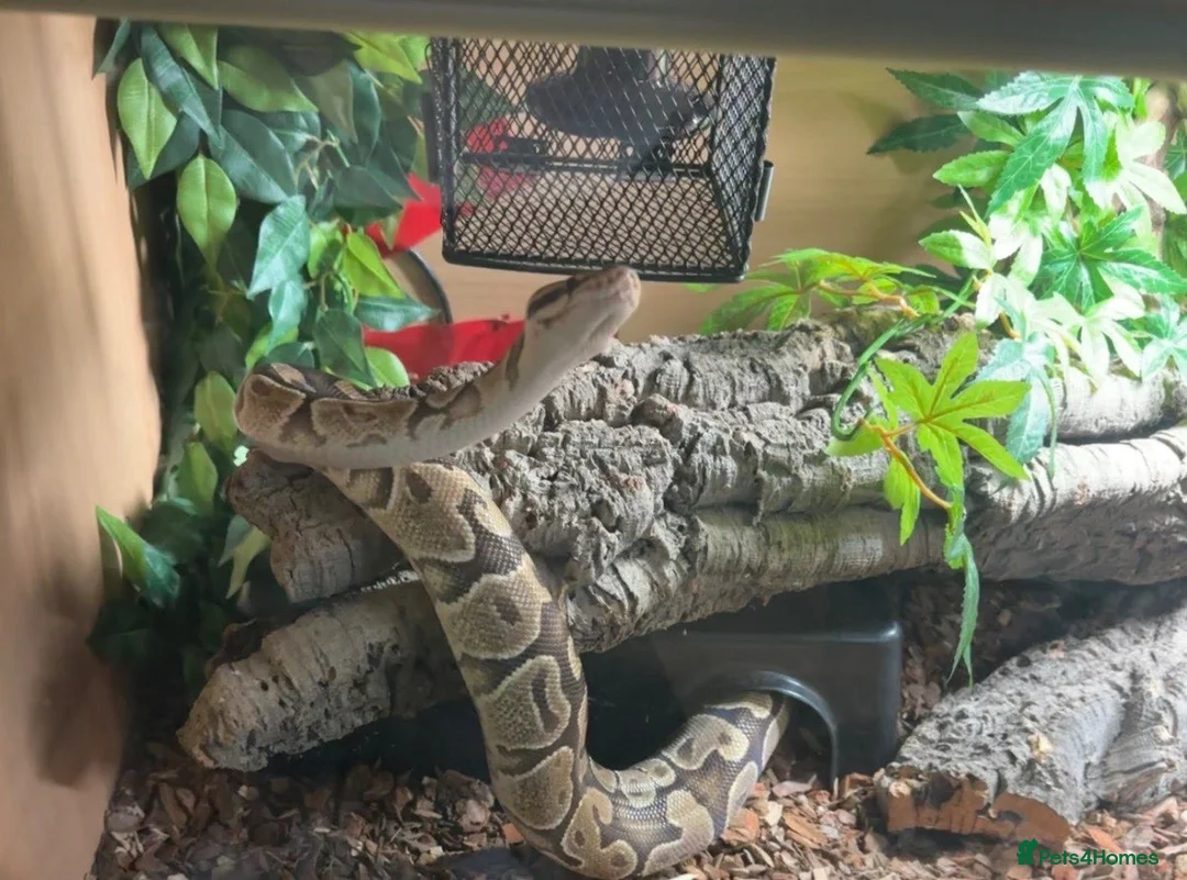 Python Snake reptiles for sale: Ball Python and set up in Nottingham - Advert 1