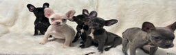 French Bulldog dogs for sale: French Bulldog pups - Advert 4