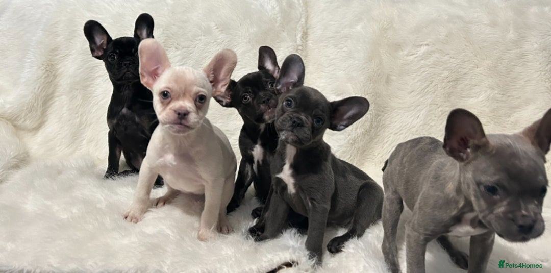 French Bulldog dogs for sale: French Bulldog pups - Advert 4