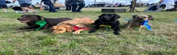 Labrador Retriever dogs for sale: 2 Beautiful Black girls available  - Advert 7