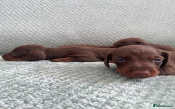 Miniature Dachshund dogs for sale: Miniature dachshunds ( chocolate & tan )  - Image 3